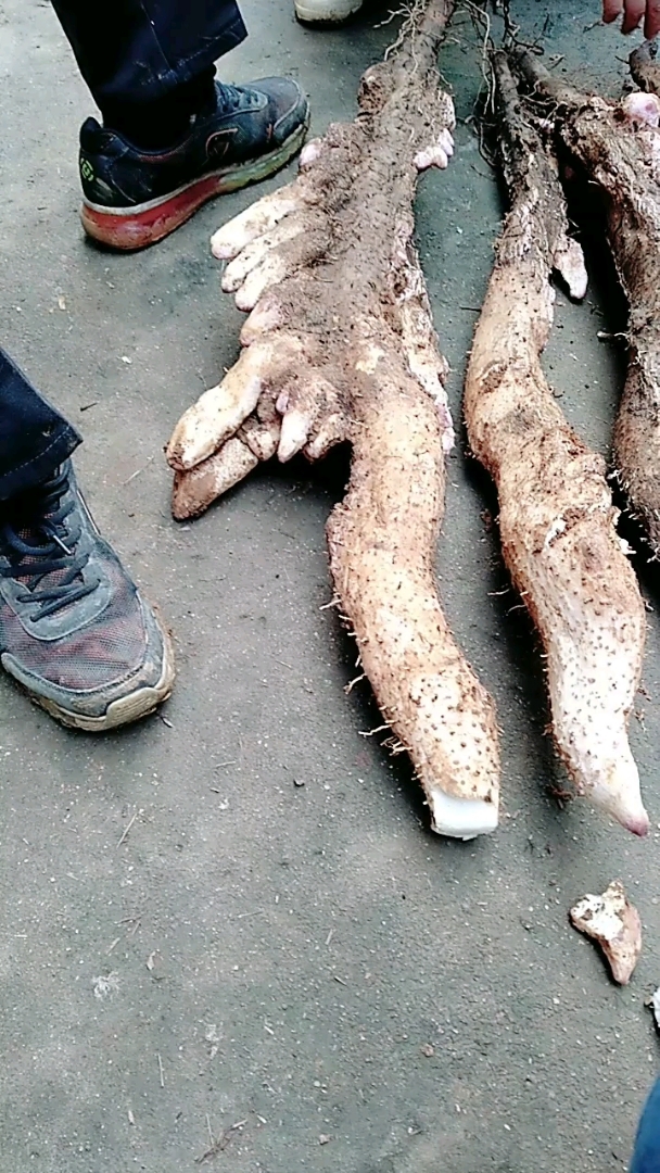 淮山王.有人见过这么大的吗?