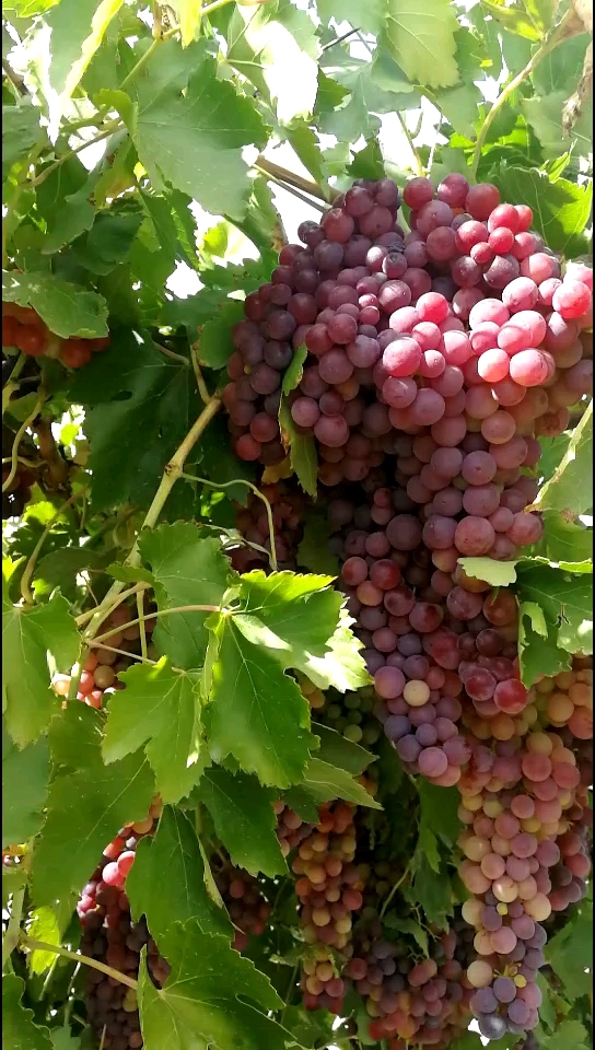 看看我们新疆葡萄熟了真漂亮