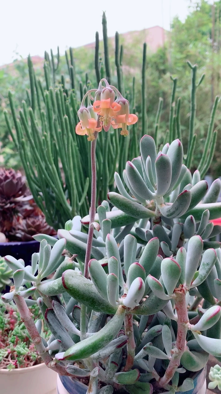 多肉福娘开花了,美美哒.