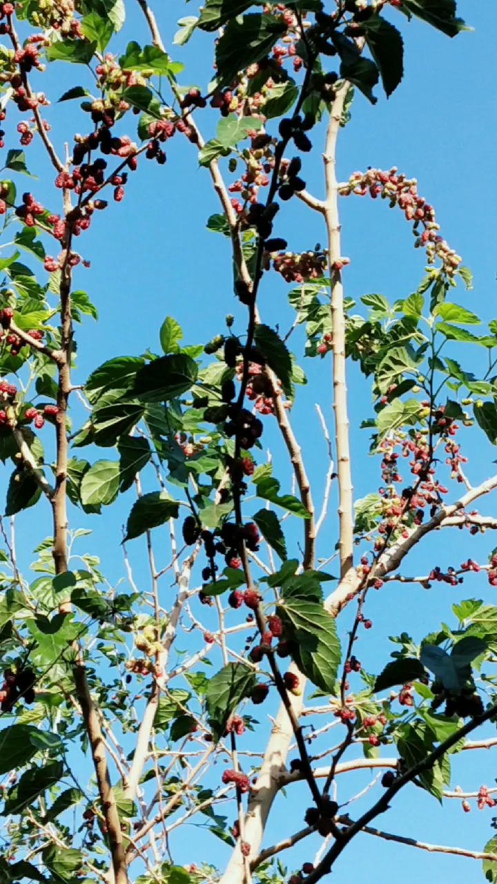 椹子树还不熟呢