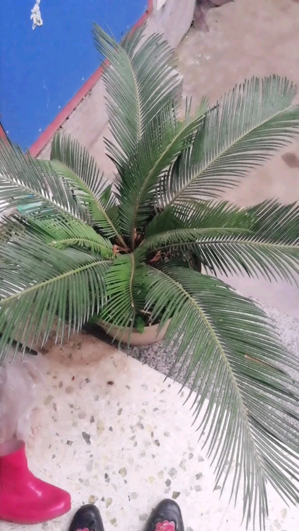 铁树不开花是没到时候