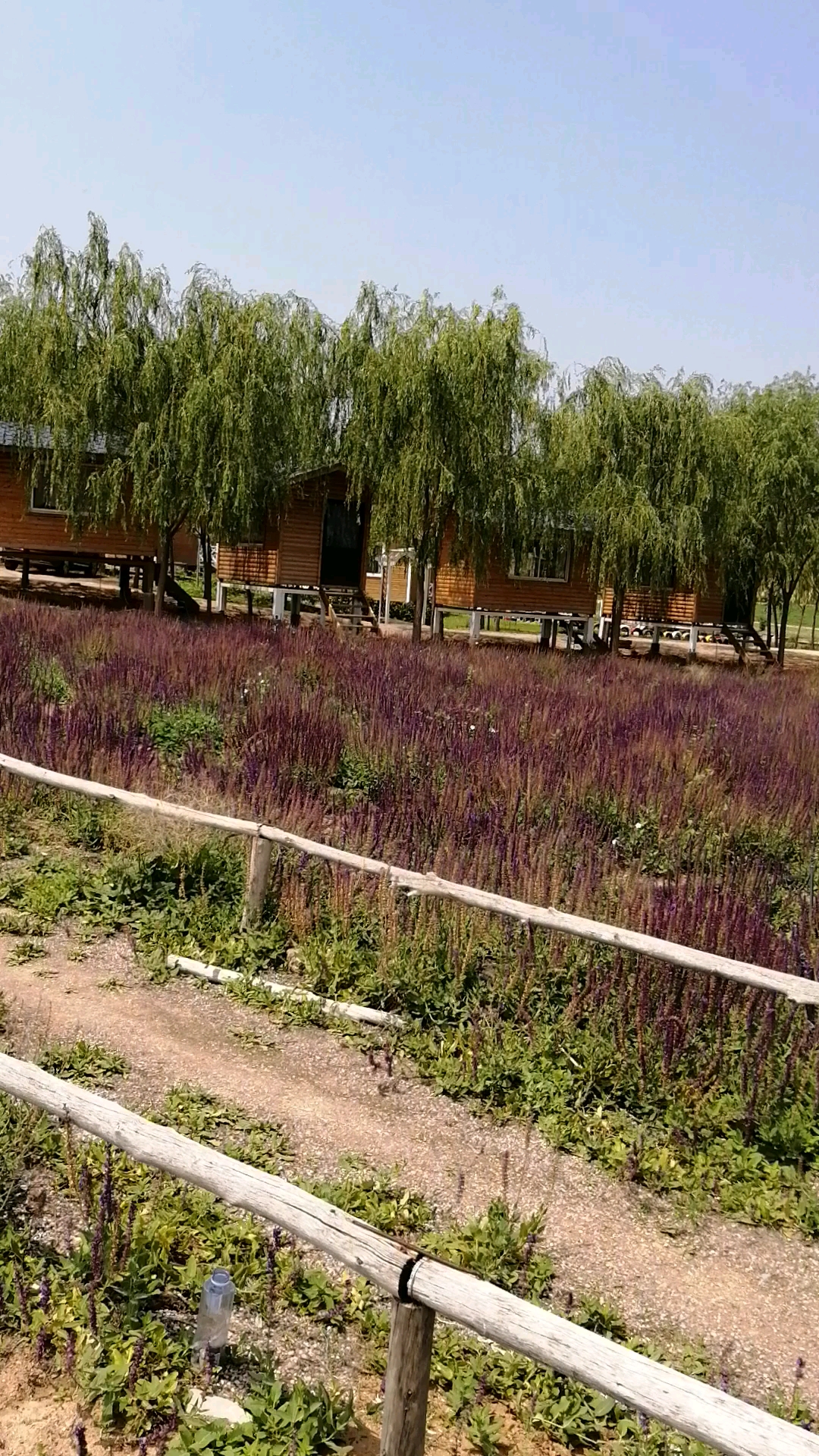银川薰衣草庄园