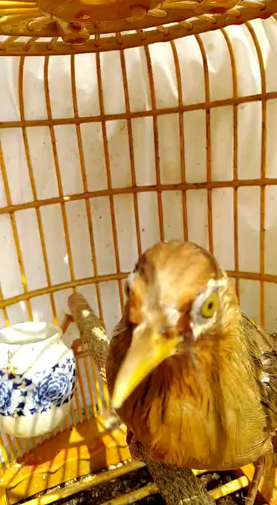 画眉鸟欣赏提性上性复性壮膘收身黄嘴黄脚料