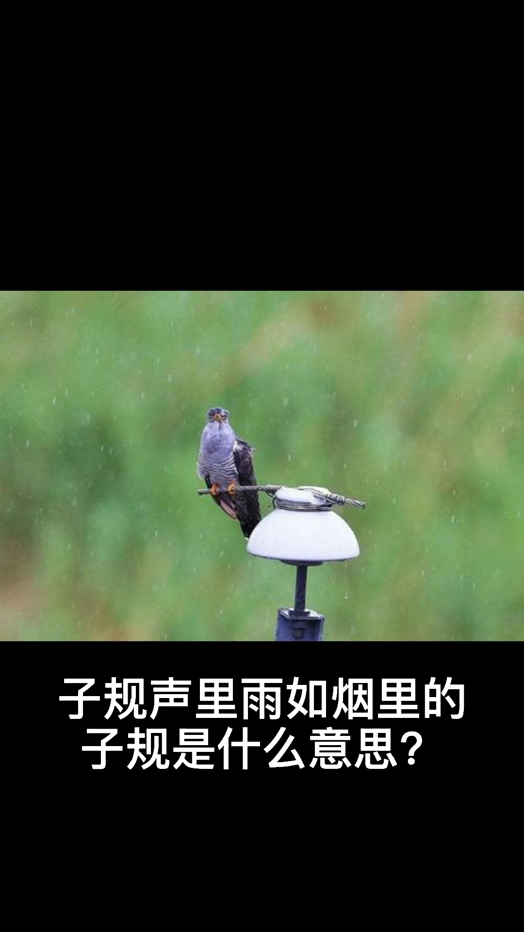 子规声里雨如烟的子规是什么意思