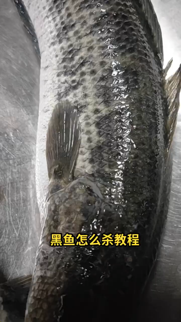 黑鱼怎么杀教程?你知道了吗