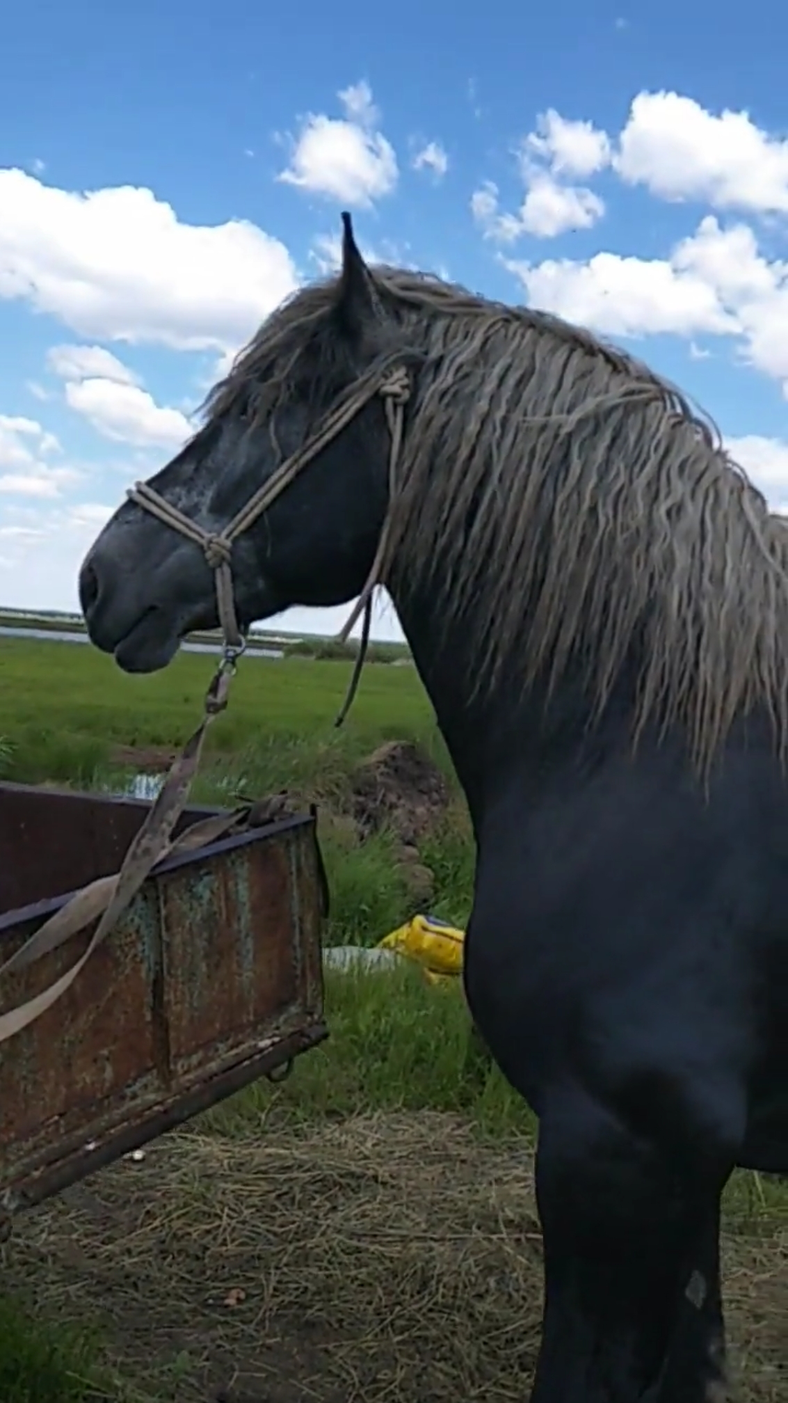 这个马膘肥体壮真像样