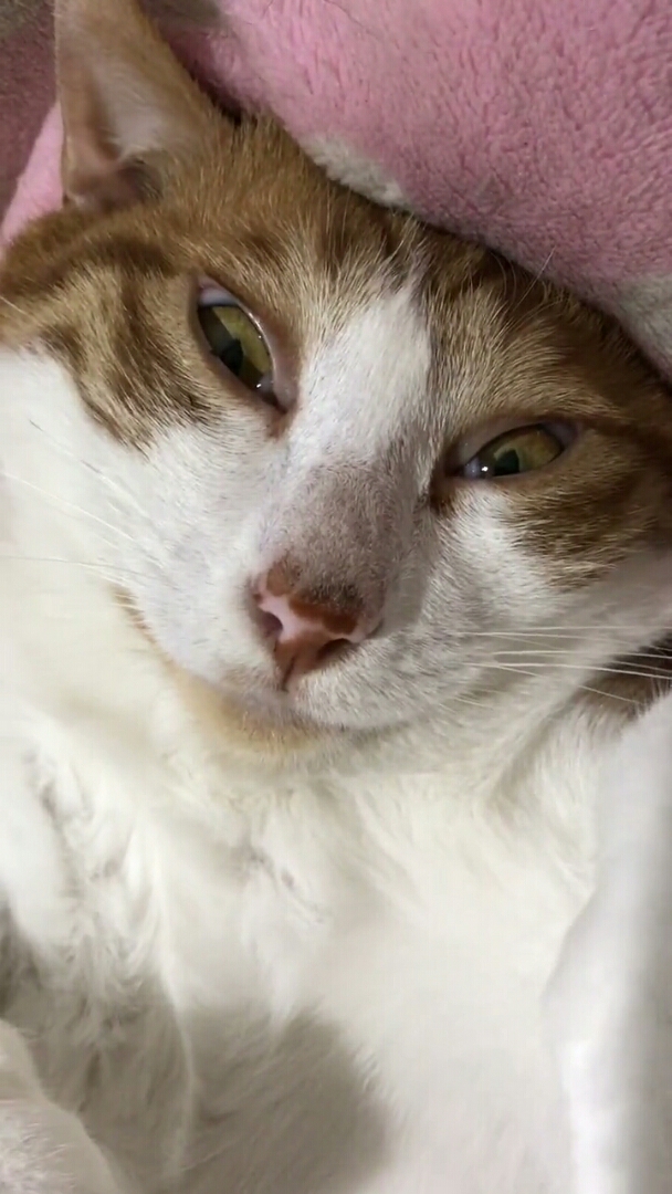 睁着眼睡觉的猫