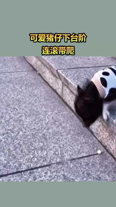 我要上热门#可爱猪仔下台阶,连滚带爬