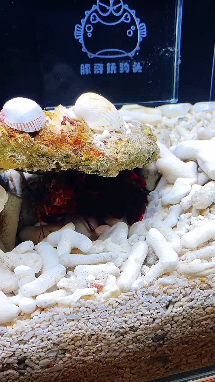 豚哥测试雀尾螳螂虾的打击能力