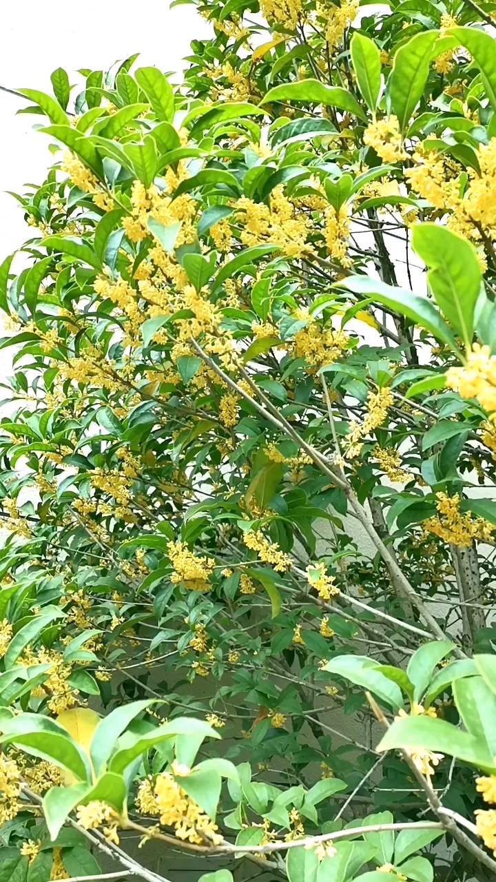 镜头里的秋天#有高手友友认识这是什么植物吗?