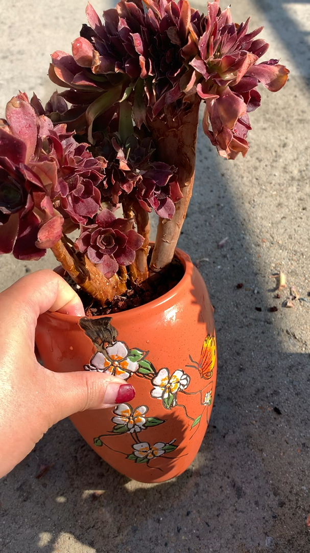 多肉植物#玫瑰法师缀