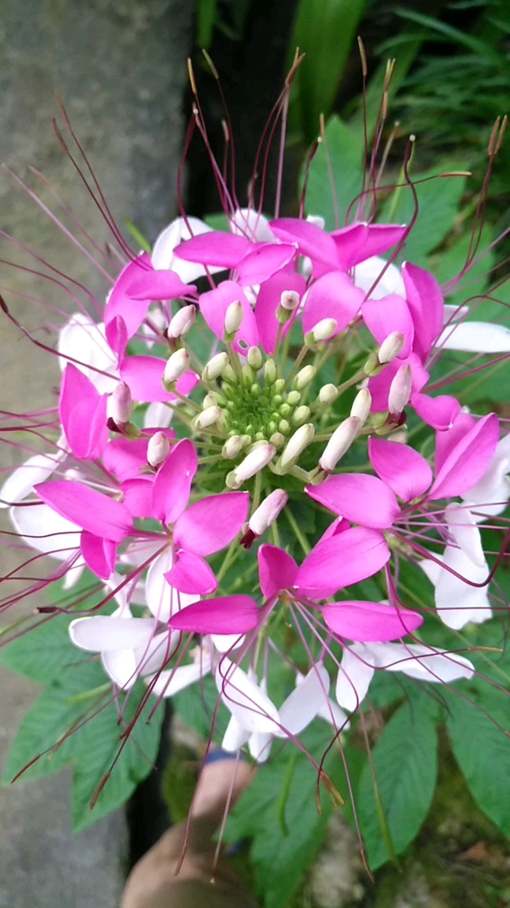 这花我这里叫红白花你看对吗?