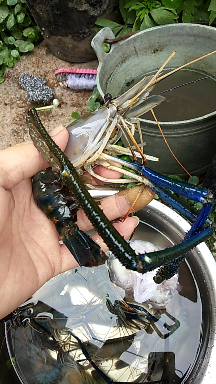 大河虾:湄公河虾
