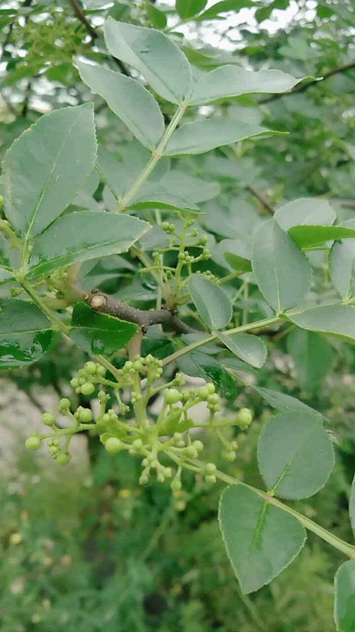 胡椒木开花结果图片