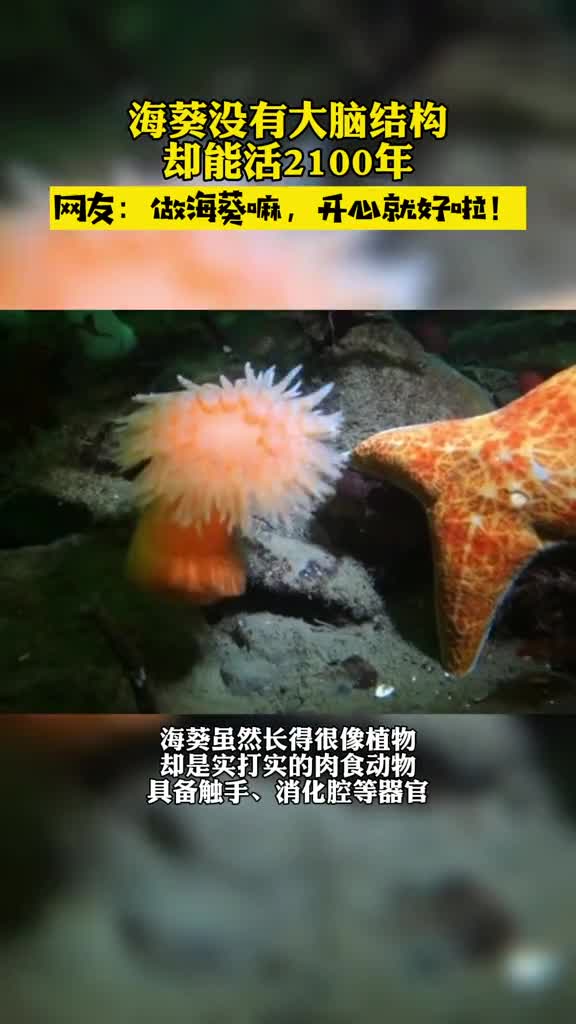 海葵活到2100岁的秘诀难道是,没有脑袋?