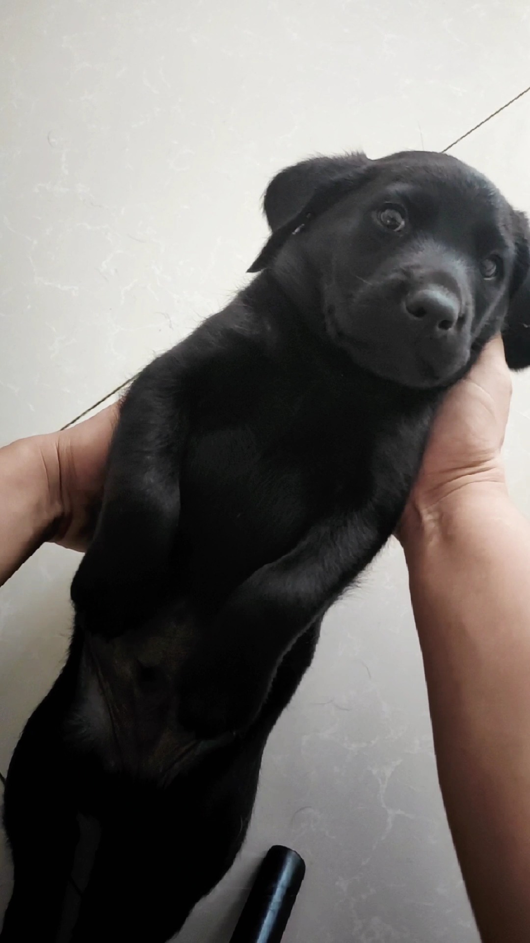 小型黑色狗狗品种图片