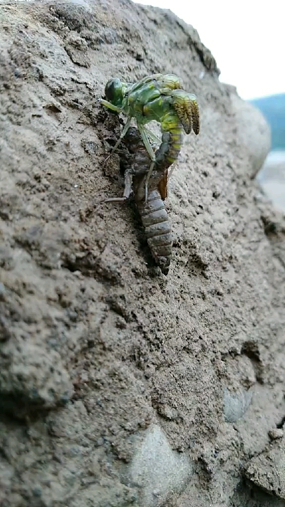 蜻蜓脱壳图片