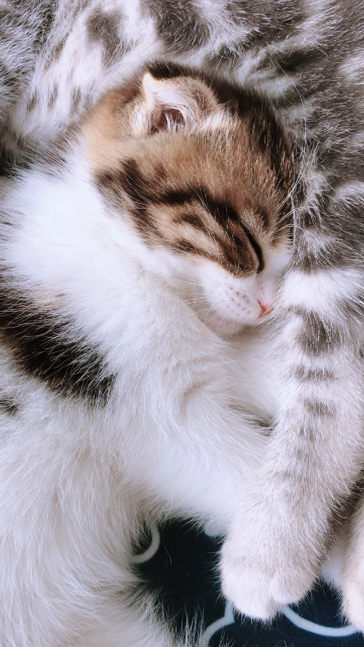 小奶猫#今天有乖乖睡觉哦