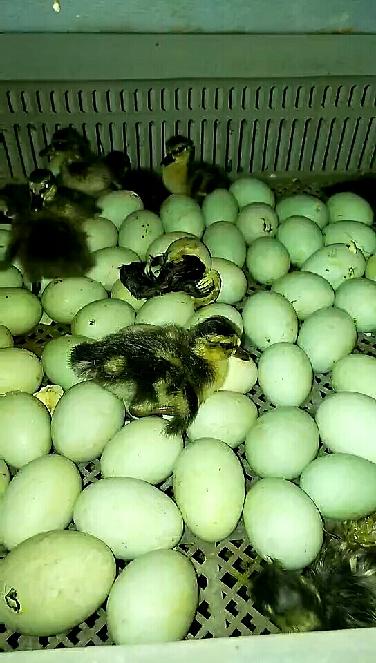 大雁苗     就是可爱     了解一下