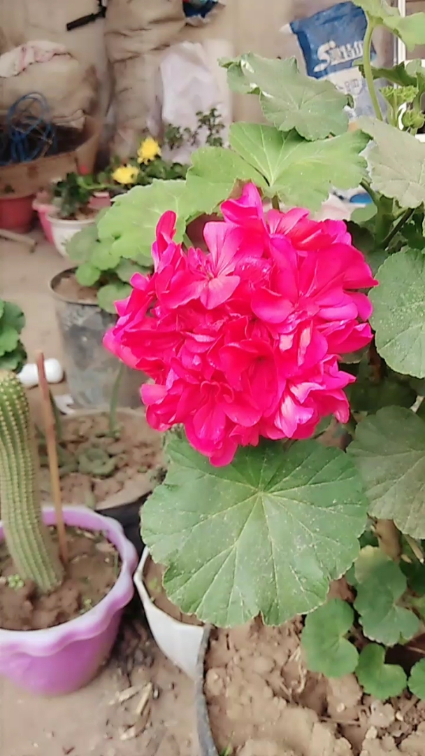 婆婆种的花真好看,什么颜色都有