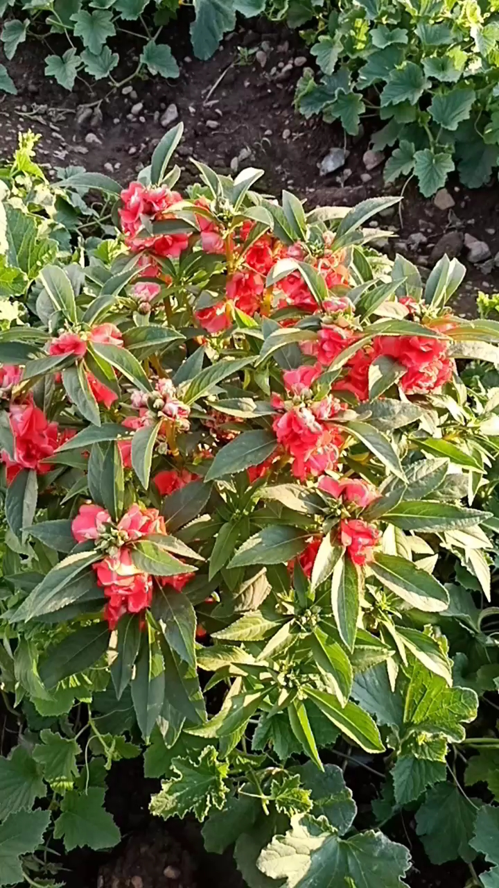 芨芨草花,你可曾想起,小时候这花染过手指甲