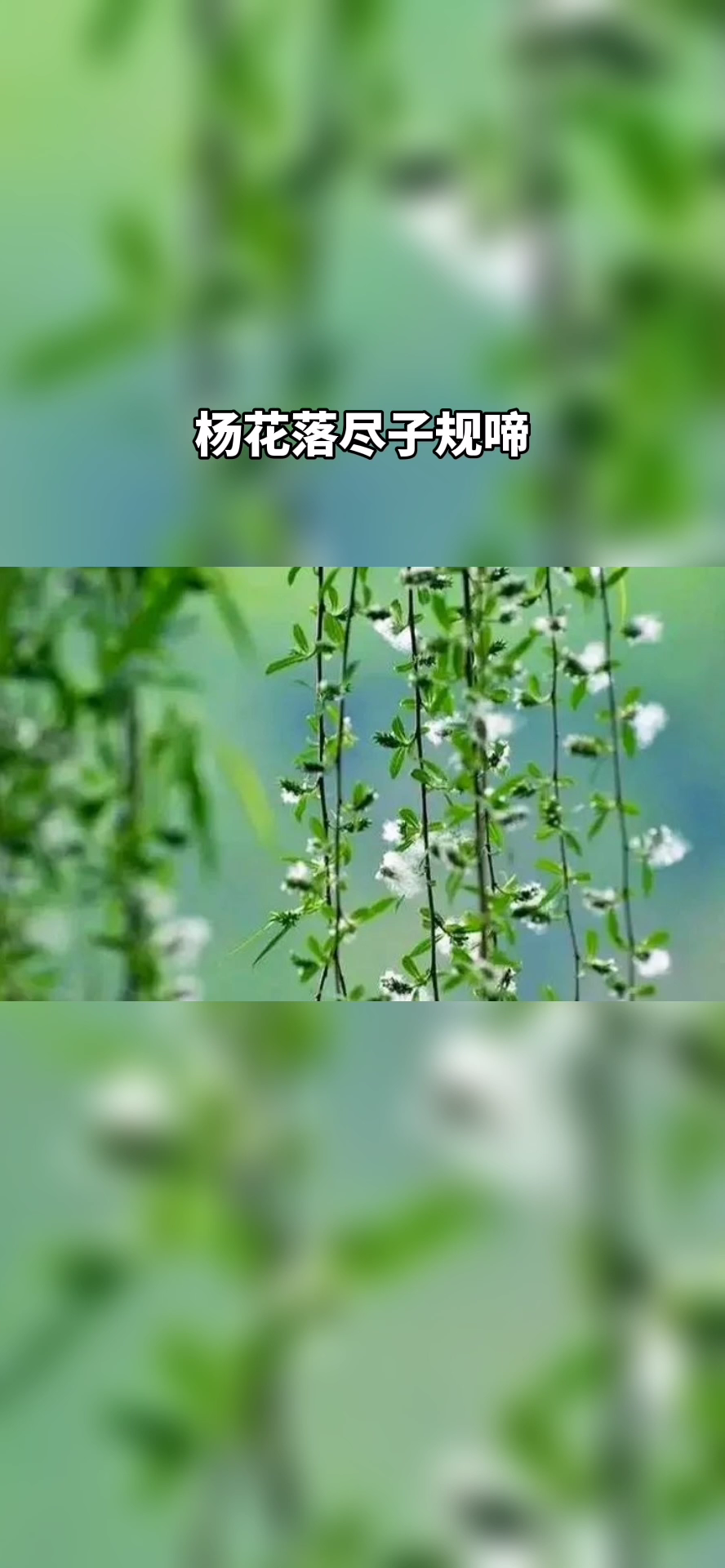 杨花落尽子规啼.你知道杨花和子规的用意吗?