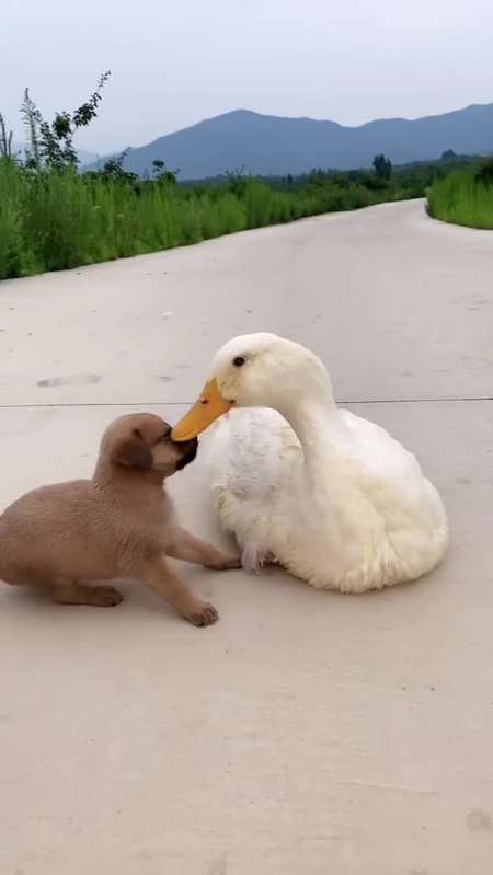 万物皆有灵性狗狗鸭妈妈把小狗当成自己的孩子动物之间也是有感情的