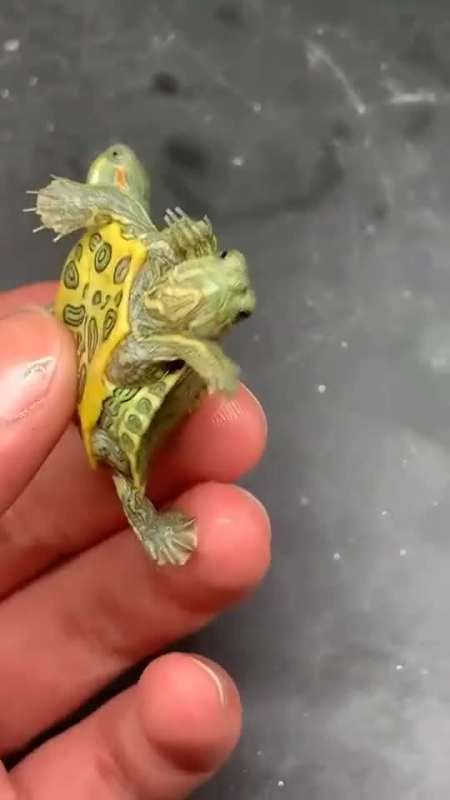 双头的小乌龟见过吗太神奇了