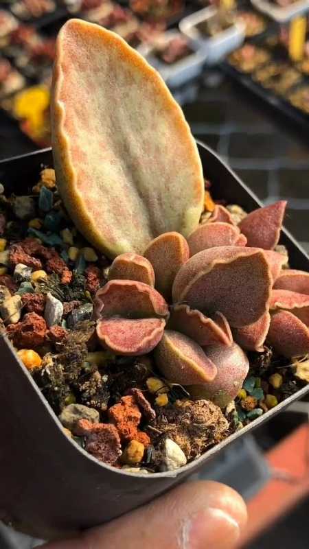 多肉的名字叫芒果布丁,起的真是千奇百怪-度小视