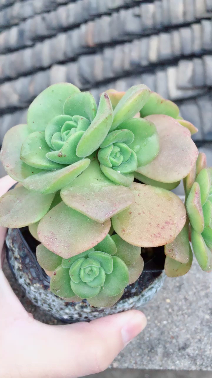 百合莉莉,一个小单头长到现在,晒太阳有香味