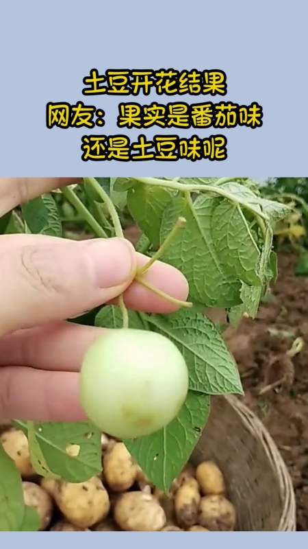 我要上热门#土豆开花结果!网友:果实是番茄味还是土豆味呢