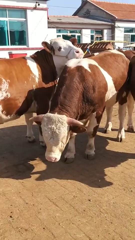 看看这怀孕大母牛带劲不