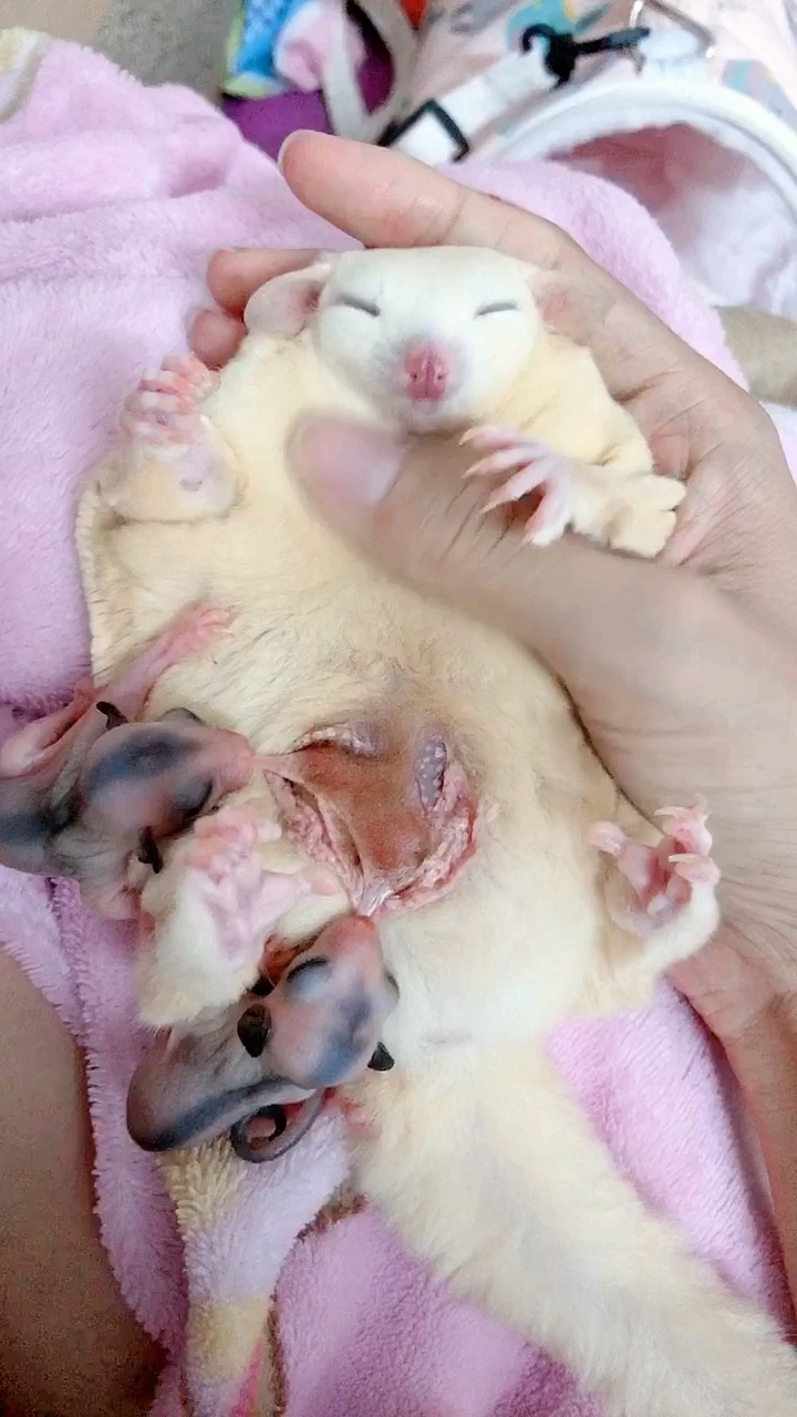 原来小袋鼠的育儿袋长这样