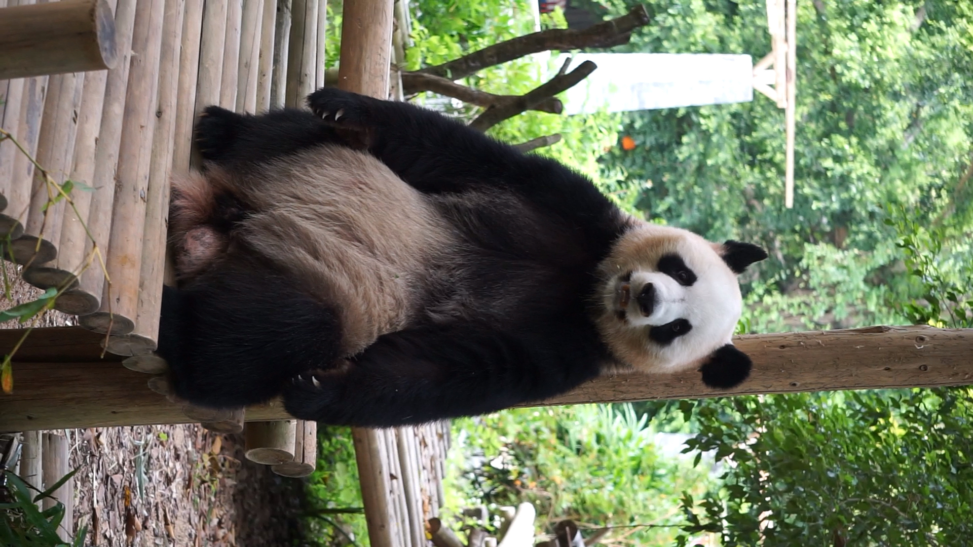 大熊猫园舟#这小肚子好可爱呀呀