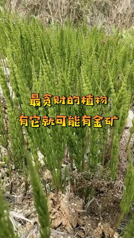 奇趣#最贪财的植物,有它就可能有金矿-全民小视频