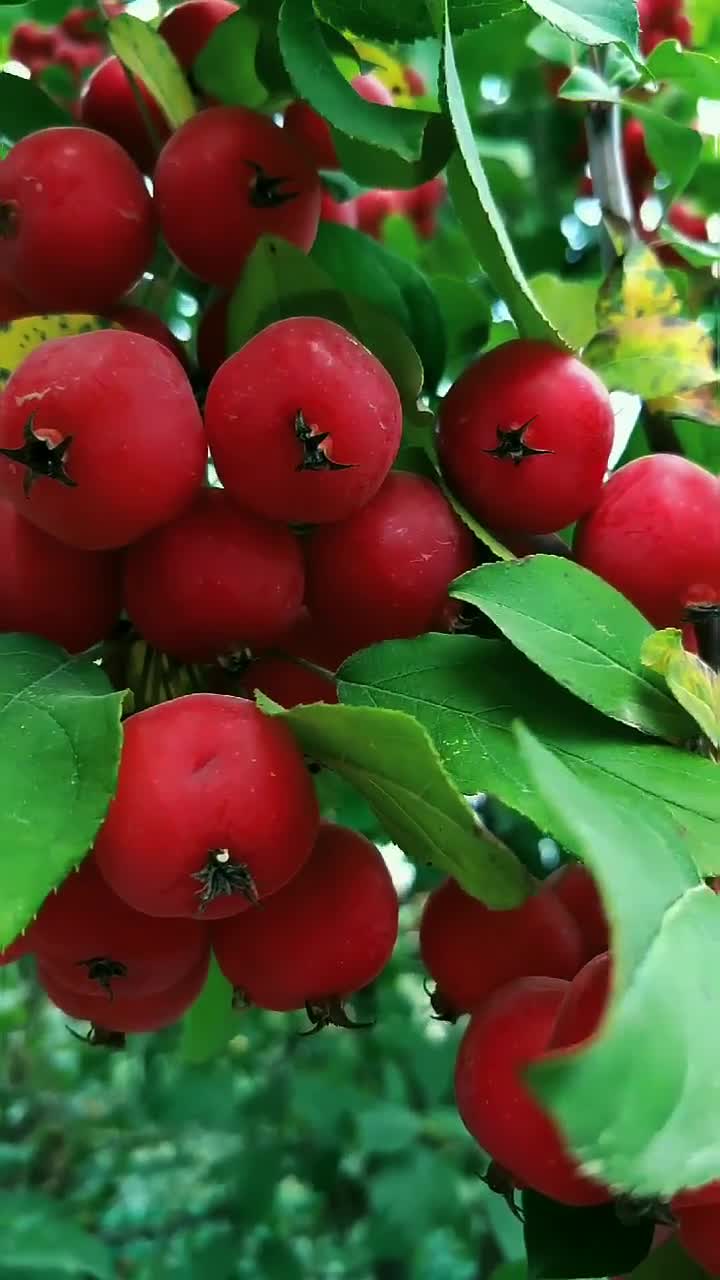 红果子美爆了