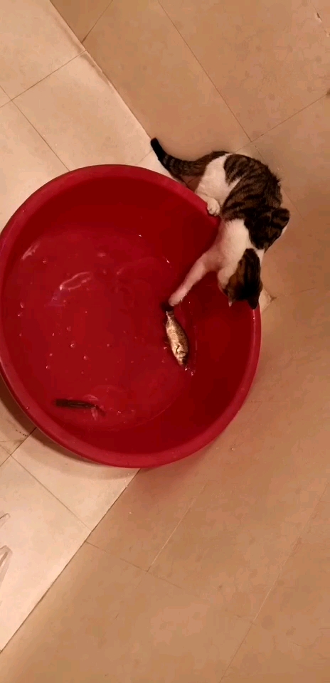 想吃鱼的猫猫
