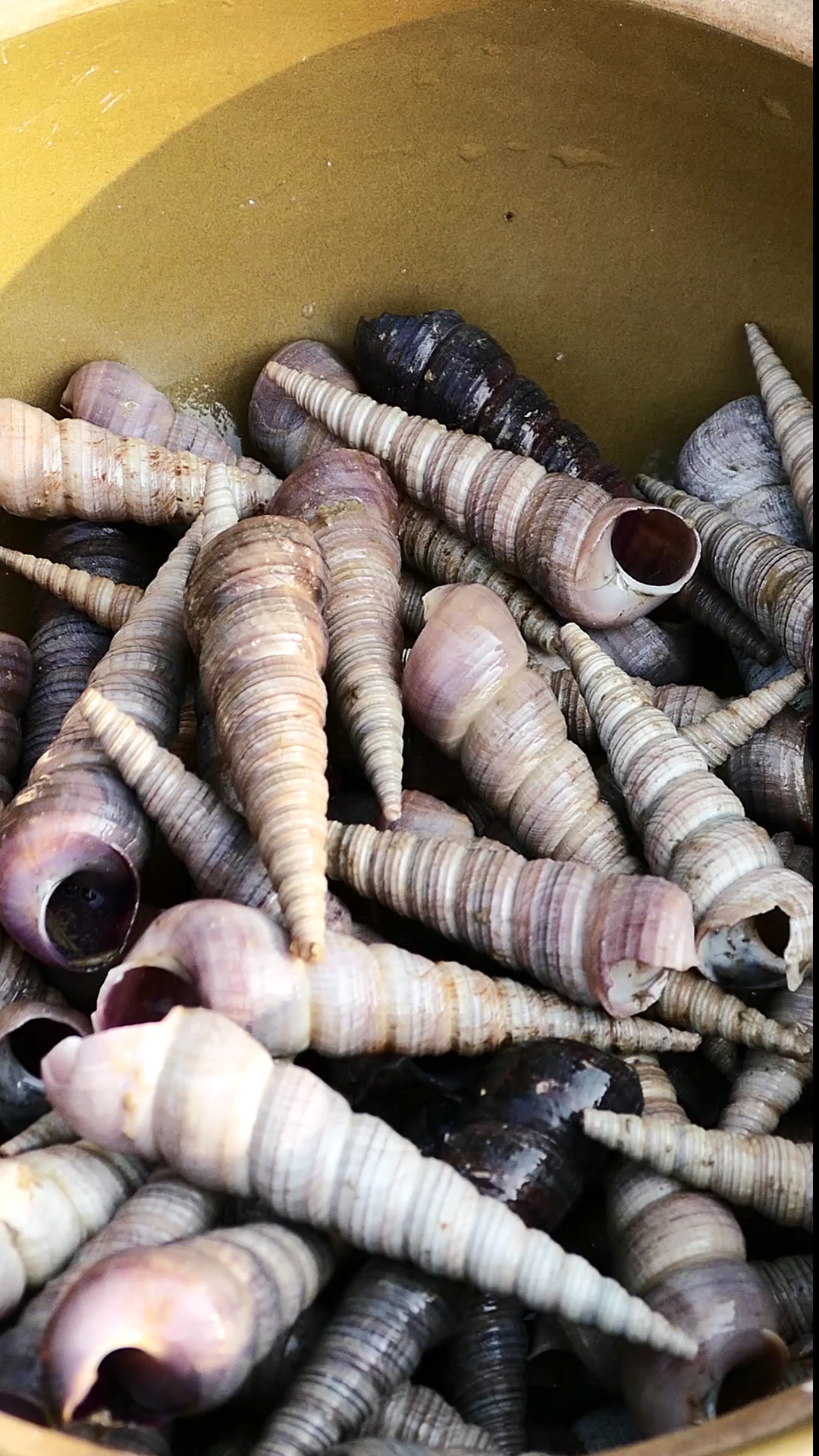 家乡特色美食#白灼长尾螺,新鲜且原汁原味,非常的好吃