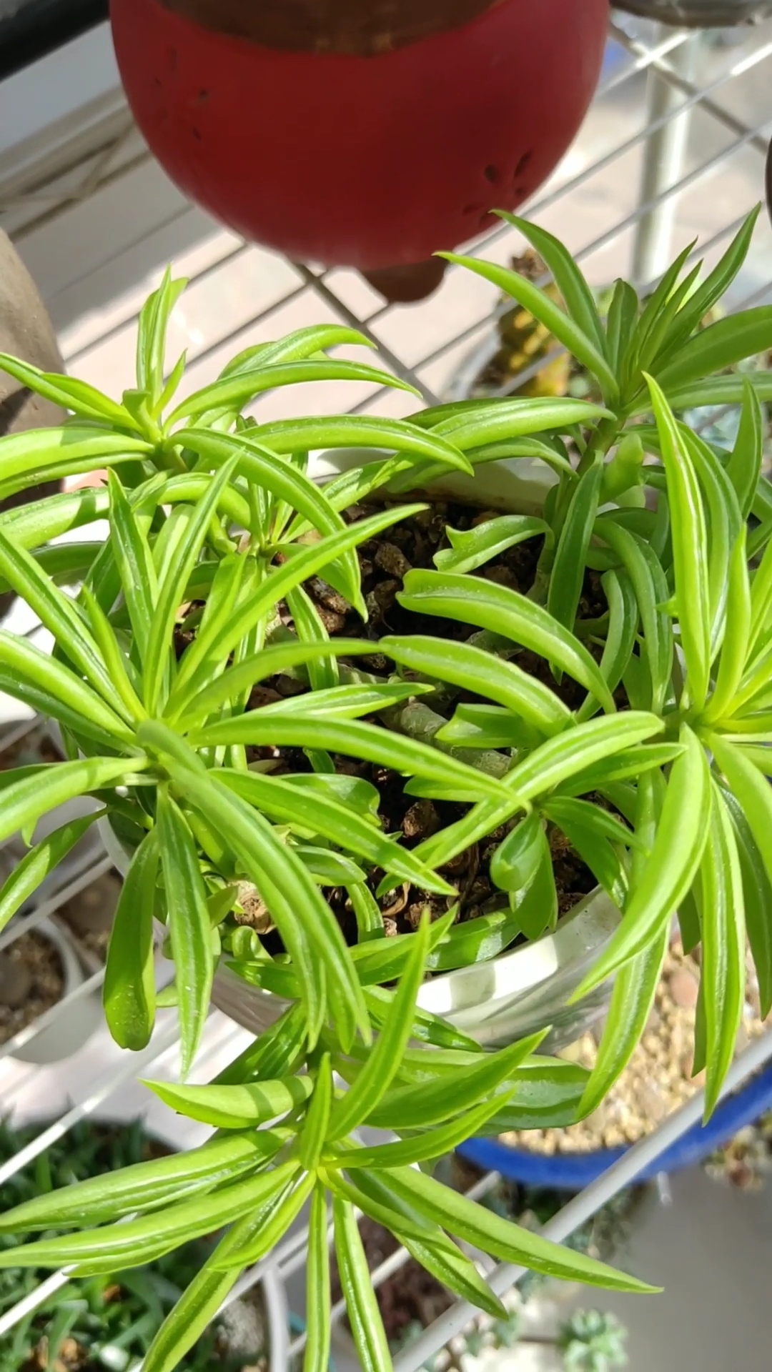 柳叶椒草也很漂亮