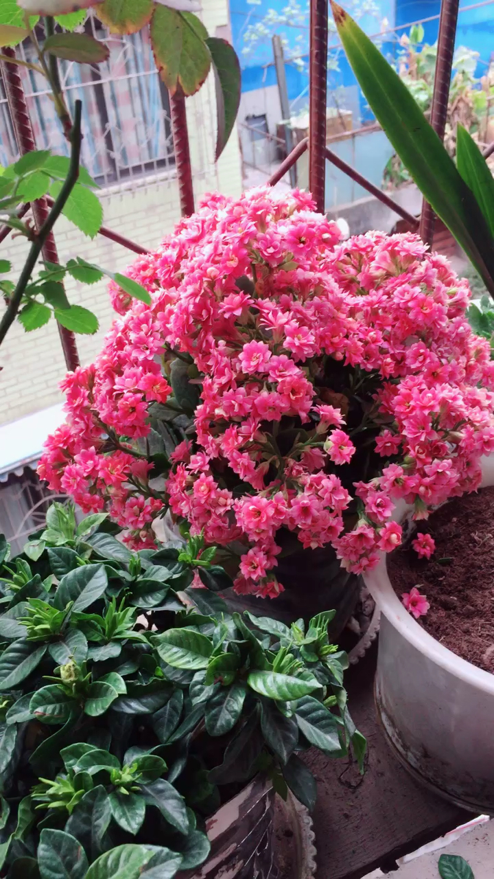 粉色长寿花开的真漂亮