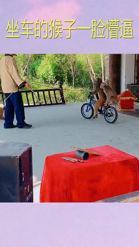 猴子表演骑单车动作竟然和人一模一样这是成精了吗