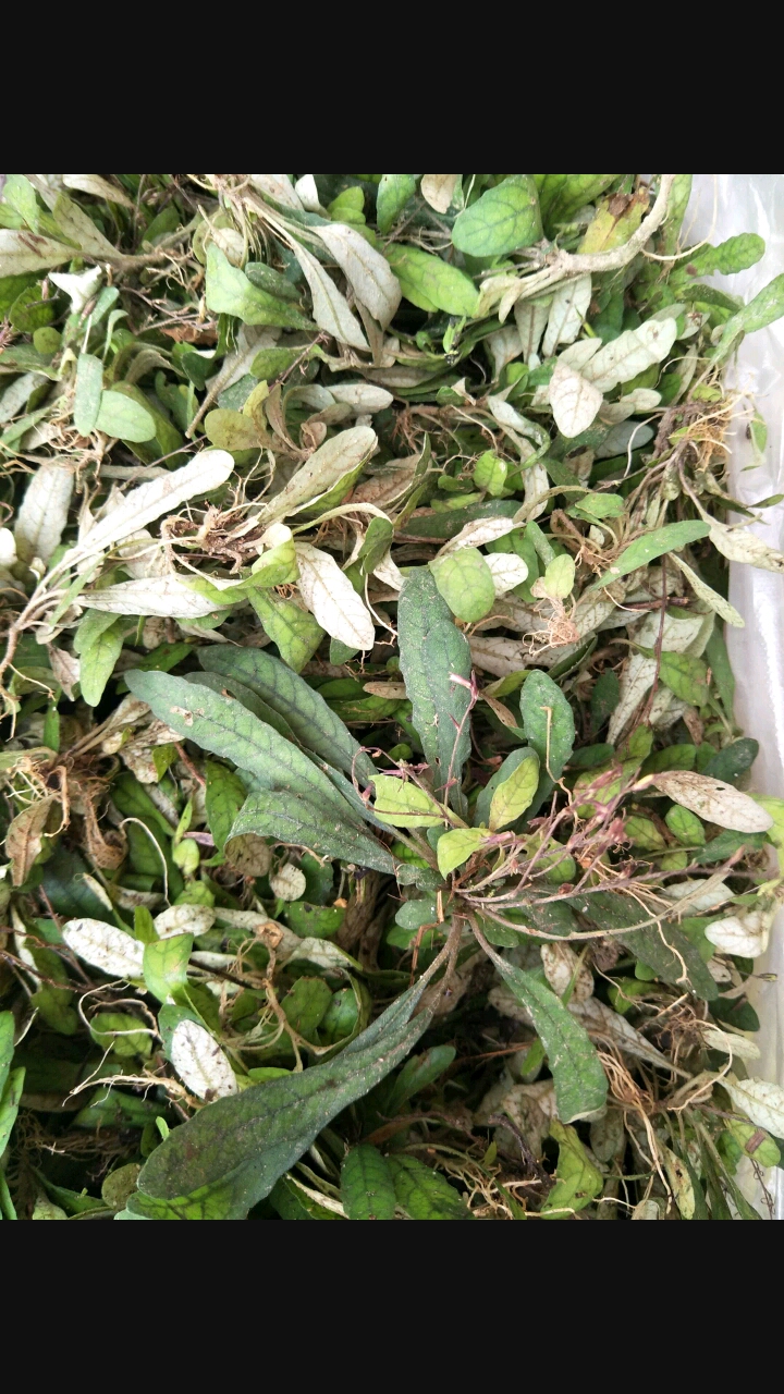 细号地胆头,潮汕白背仔内服清热解毒,利水消肿,祛风散寒