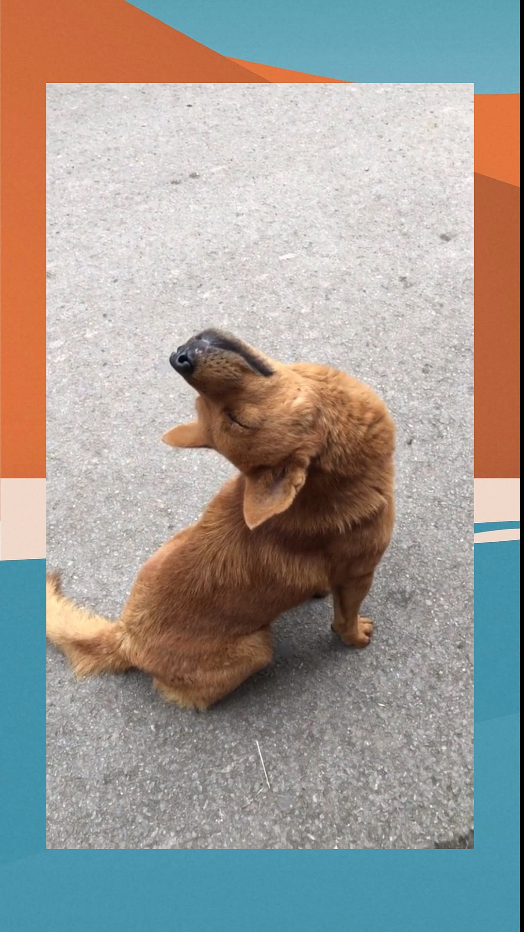 狗子:抬头望明月,低头看主人