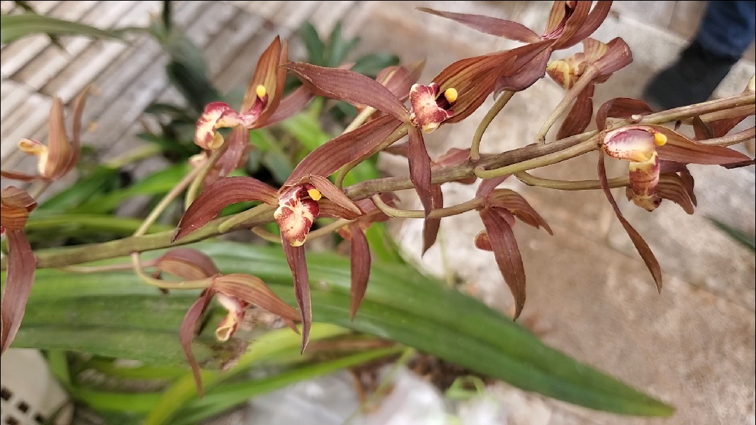 兰花#秋榜紫墨,花特别香