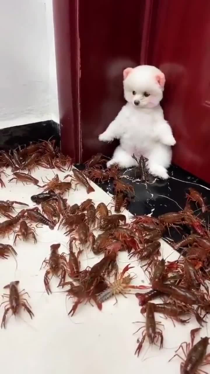 狗子被龙虾包围一动不敢动太可爱了