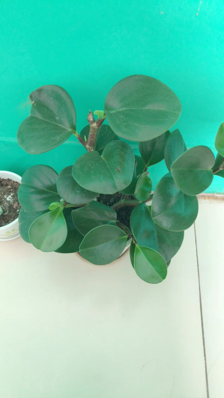 一小苗豆瓣绿爆喷了.