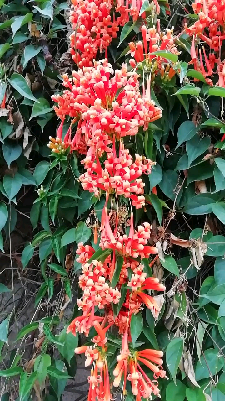 美丽的炮仗花爬满了围墙