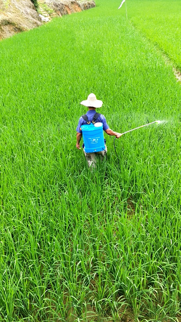 给禾苗喷农药
