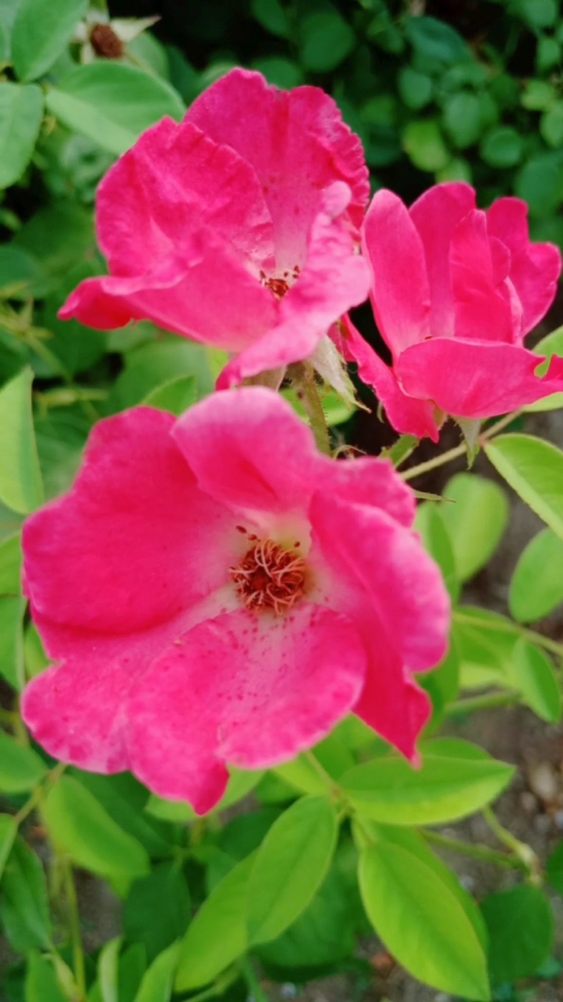 美丽的花儿真漂亮.