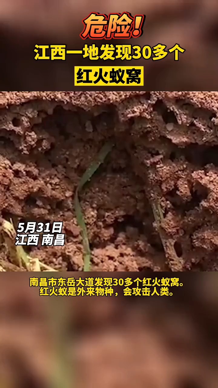 江西一地发现30多个红火蚁窝!-度小视